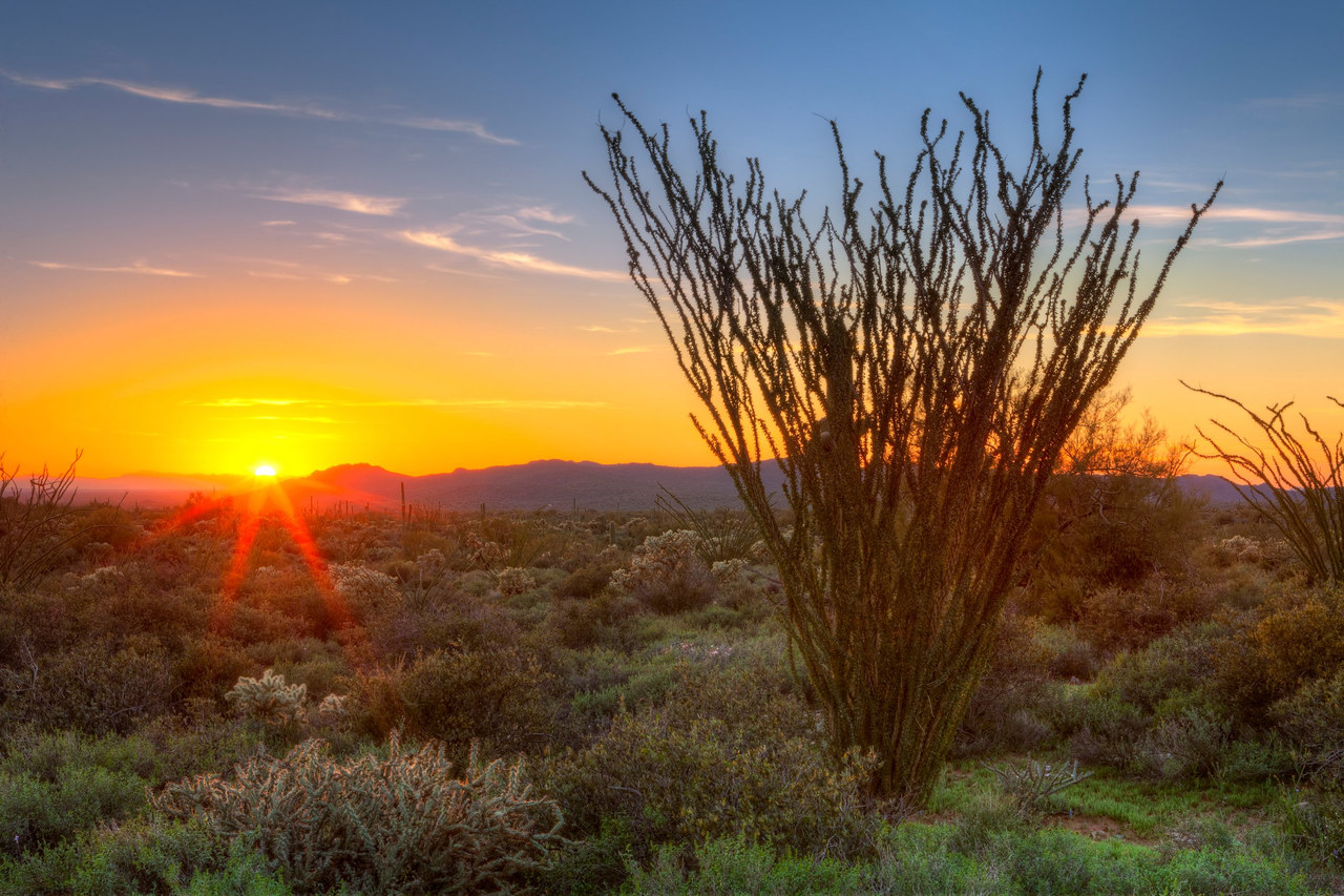 Ocotillo silhouetted against a Sonoran Desert sunset